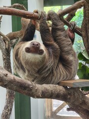 Organism Natural material Terrestrial animal Snout Tree Primate © Zombie Bunny