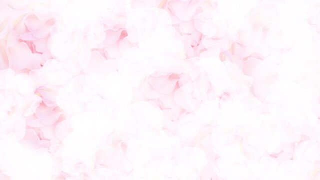 Wedding background. Luxury waving pink rose flower moving soft white elegant glowing light with bokeh dust particles motion video animated background.