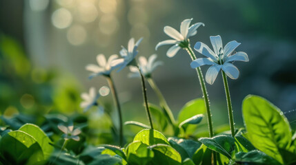  a group of white flowers sitting on top of a lush green grass covered forest filled with lots of leafy green plants and sunlight shining through the leaves on a sunny day.