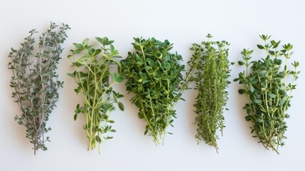  a row of different types of herbs on a white surface with green leaves and sprouts on each side of the row, all of which are arranged in a single row. - obrazy, fototapety, plakaty