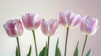  a group of pink tulips sitting next to each other on top of a white counter top in front of a white wall with a pink wall in the background.