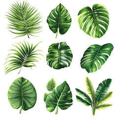 Fototapeta na wymiar set of green leaves on white background