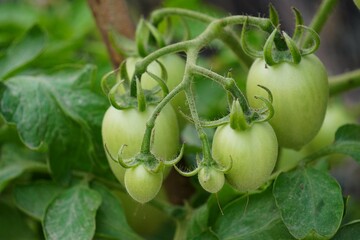 Green tomatoes are hanging in its plant.