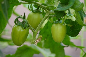 Green tomatoes are hanging in its plant.