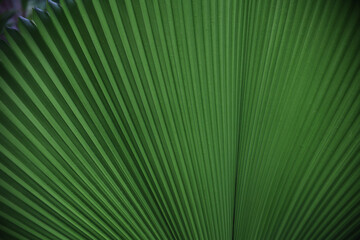 Palm green tropical leaf texture 