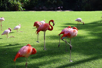 Flammingos auf der Wiese