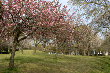 「高尾さくら公園」の春の風景／日本埼玉県北本市