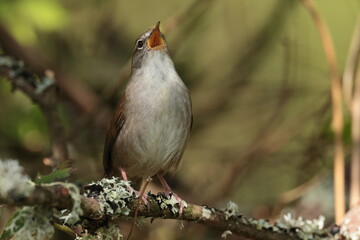 Cettis warbler.