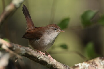 Cettis warbler.