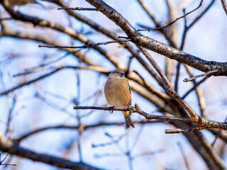 木の枝にとまるカワラヒワ