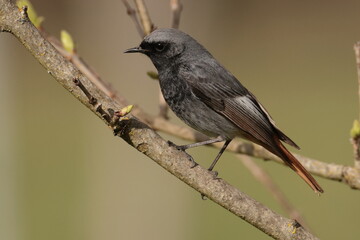 Black redstart.