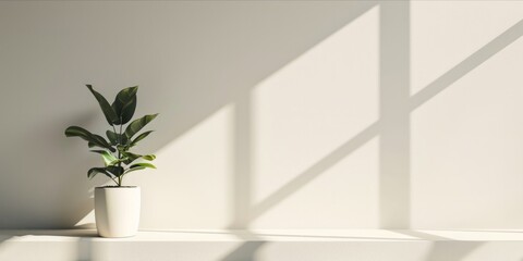 Fototapeta na wymiar Minimalist interior with plant and sunlight