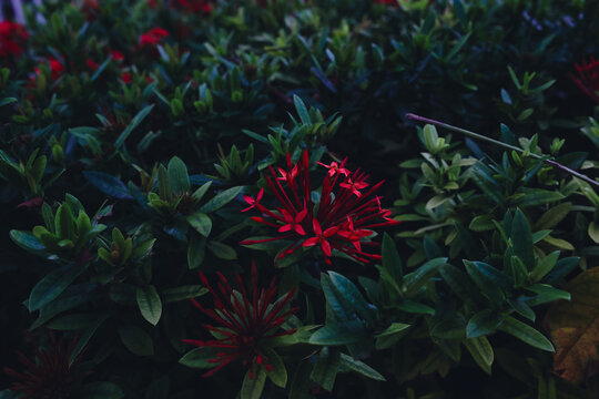 Jungle geranium in dark