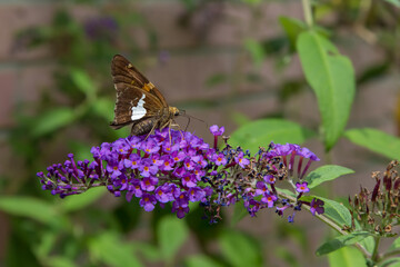 Silver-spotted Skipper Butterfly