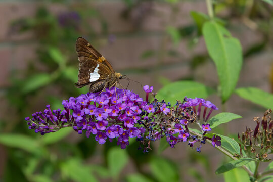 Silver-spotted Skipper Butterfly