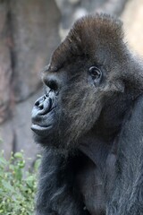 オスのゴリラの横顔のアップ