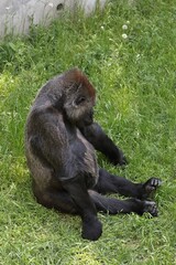 草の上に座った可愛いゴリラ