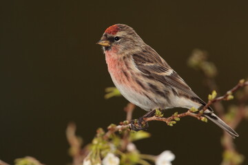 Redpoll.
