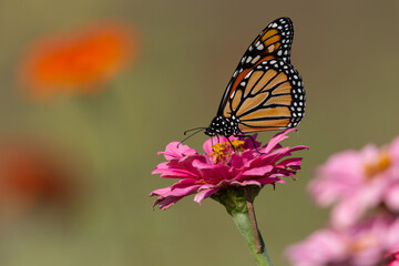 Monarch Butterfly