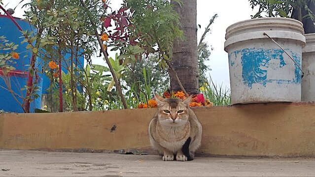 cat on the floor 