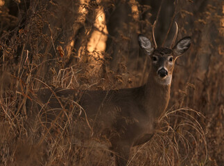 Spikehorn Buck in Nice Light