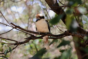 Baby Kookaburra in Lane Cove National Park