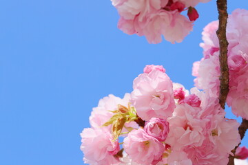 青空に映えるピンクの八重桜（八重紅虎の尾）のクローズアップ
