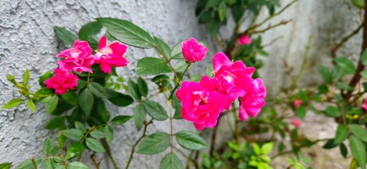 pink flowers in the garden