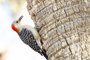 Red-bellied woodpecker (Melanerpes carolinus) on a palm tree with something in its beak in southwest Florida