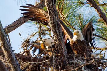 Two bald eagles (Haliaeetus leucocephalus) building a nest in a pine tree in Sarasota County,...