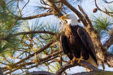 A bald eagle (Haliaeetus leucocephalus) perched in a pine tree in the early morning sun in Sarasota County, Florida
