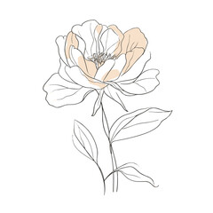 Elegant line drawing of a pretty peony flower. Illustration for invites and cards