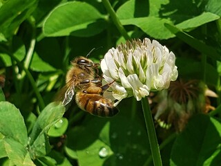 bee on a flower