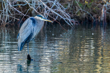 Great Blue Heron Standing on a Cypress Knee in the Audubon Park Lagoon in New Orleans, LA, USA