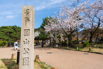 Obraz premium Kyoto, Japan - March 27 2023 : Cherry blossom festival in Maruyama Park next to Yasaka Shrine in the Higashiyama District.