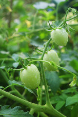 Some tomatoes growing in a small village garden