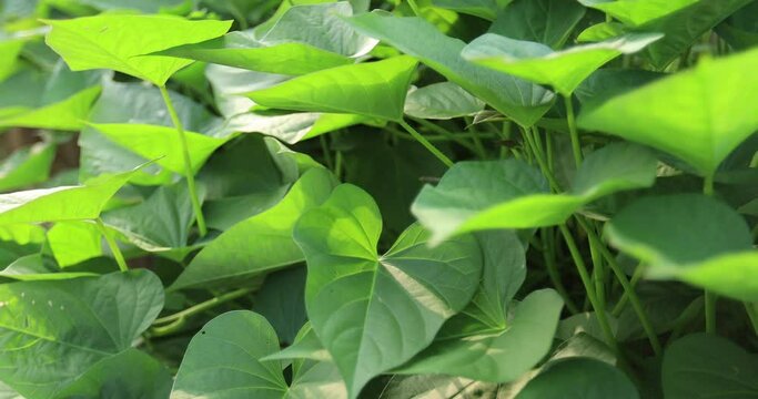 Green sweet potato plants in growth at garden