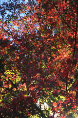 カラフルに色づいた楓の葉たち(東京都_石神井公園)