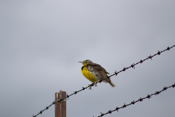 Rustic Roots Photography