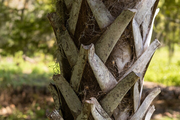 Close-up of Palm Tree Trunk Textures in Natural Setting