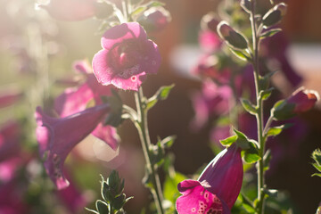 Rustic Roots Photography