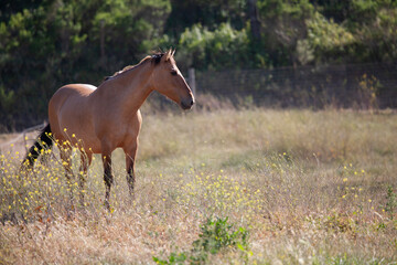 Obraz na płótnie Canvas Horse in pasture, American mustang in California