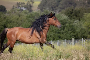 Fotobehang Beautiful horse running in pasture- dun stallion mustang © catahula