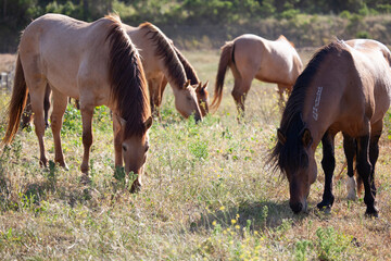 Stallion and herd of mustangs. Wild horses grazing in field