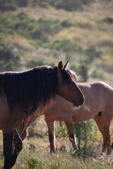 Stallion and herd of mustangs. Wild horses in field