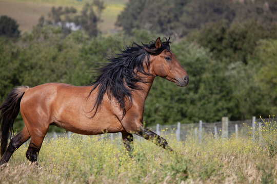 Beautiful horse running in pasture- dun stallion mustang