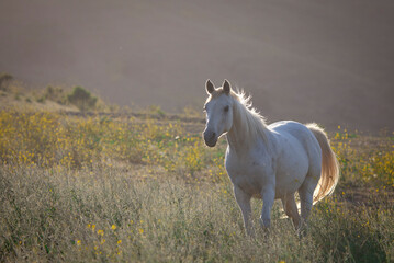 Grey white horse in meadow, wild mustang in America