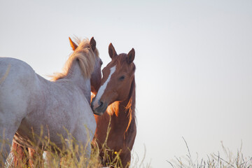 Wild horses demonstrating mutual grooming in pasture