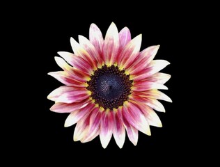 The black background in the picture is a pink sunflower with long, oval petals. The tips of the...