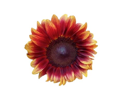 The background is white. The clear picture is a red-orange sunflower with orange petals arranged in a circle with many layers. In the middle of the flower are brown seeds.